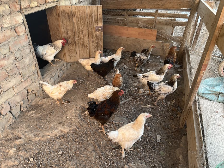 Ақ мини юбка порно