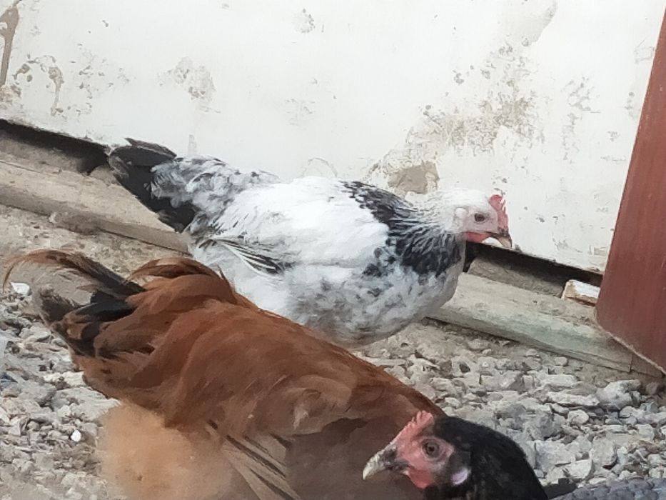 35 бейнеде секс