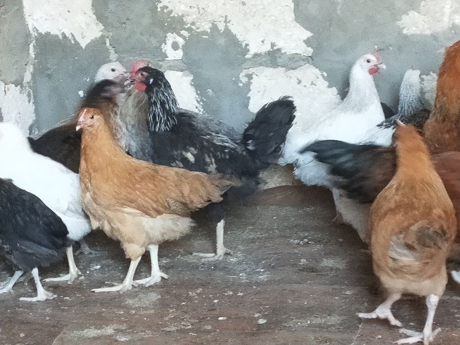 Араб кискасының суреті