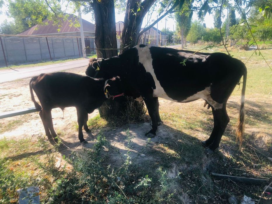 Порно видеолар орыс әйелдерін жыныстық қатынасқа тартады.