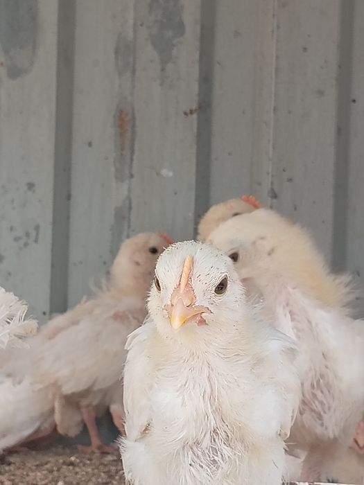 Порно спермы глотает және терең соратын