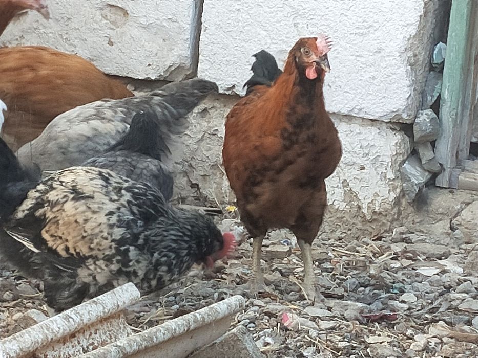 Ресейлік атақты секс фотогалереялары