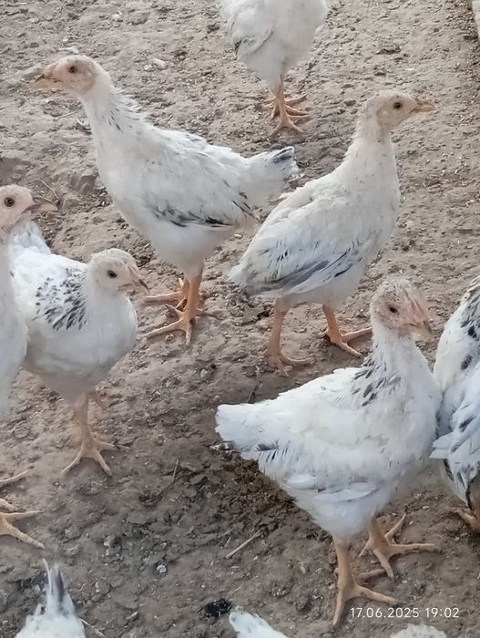 Офицерлік позицияда көз жасына ерік берді