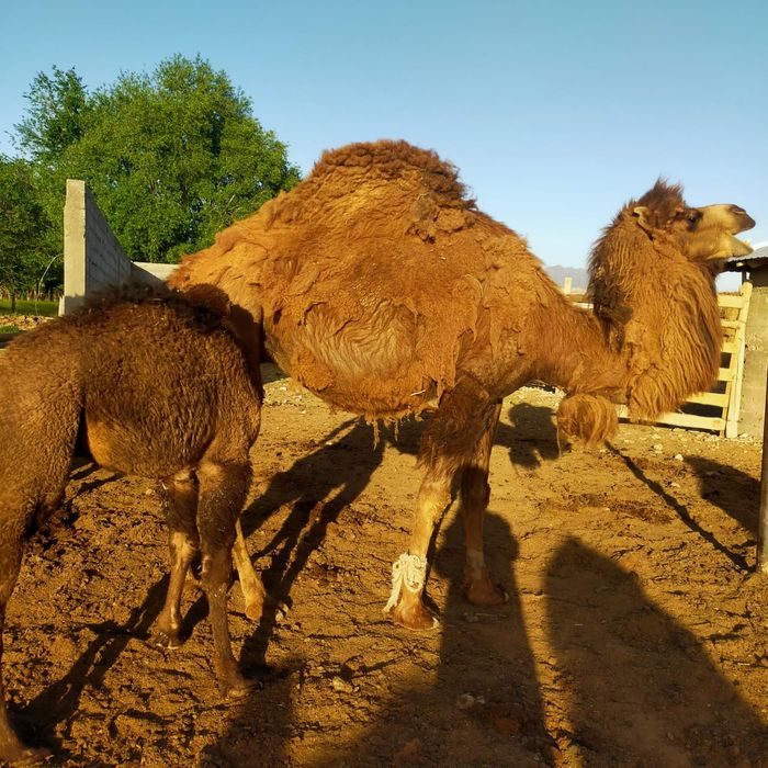 Порно ана син Раске