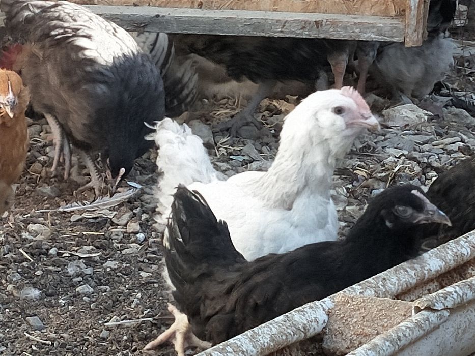 Сүйір емізіктердің порно гифтері