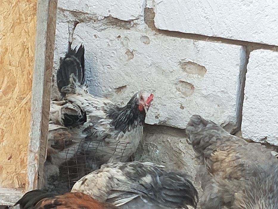 Avito-да жезөкшелерді қалай табуға болады