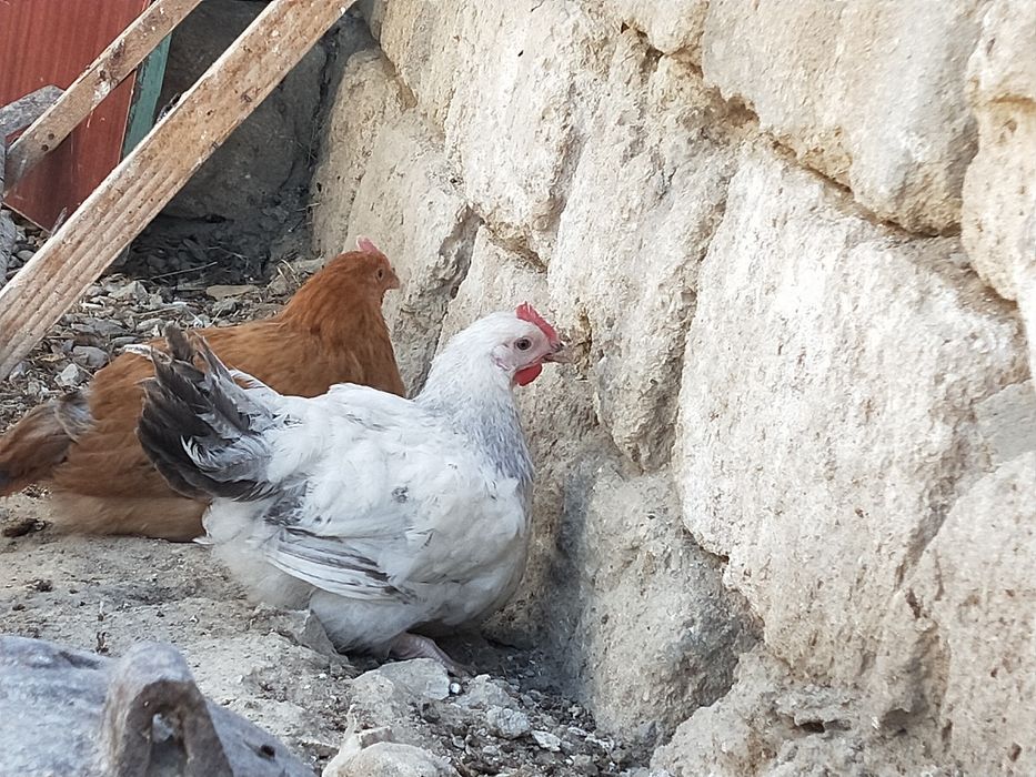 Әйел ер адамды трахает ететін секс