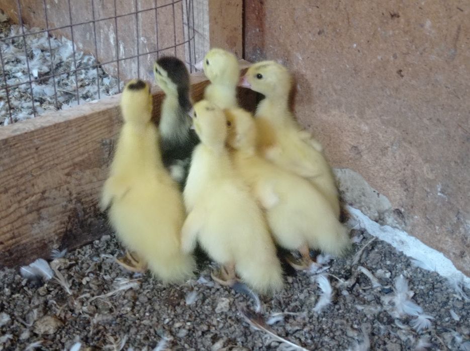 Олар менің қызымды ұрып жатыр