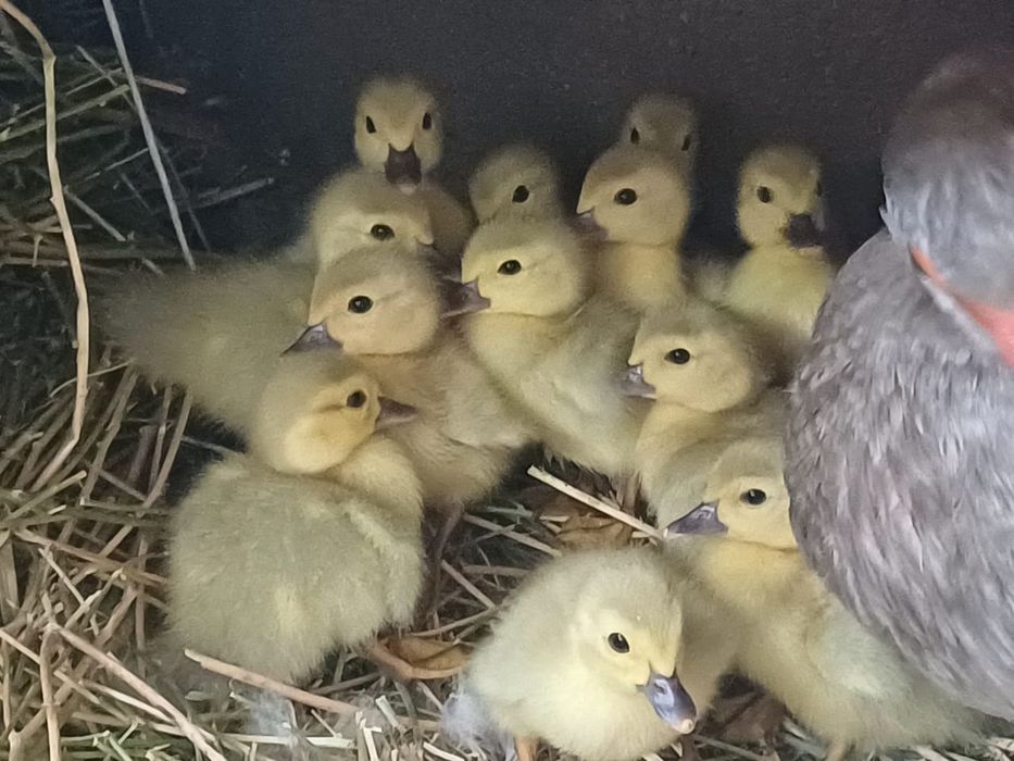 Брюнетка шілтерлі трусики порно