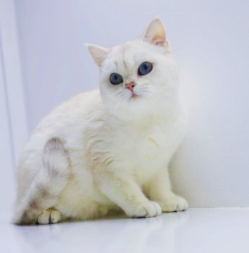 котята бриташки очаровашки