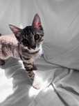 Котёнок(девочка), тигровый окрас