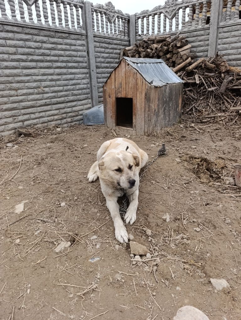 Отдам собаку по девешке