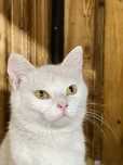 Котенок ищет дом