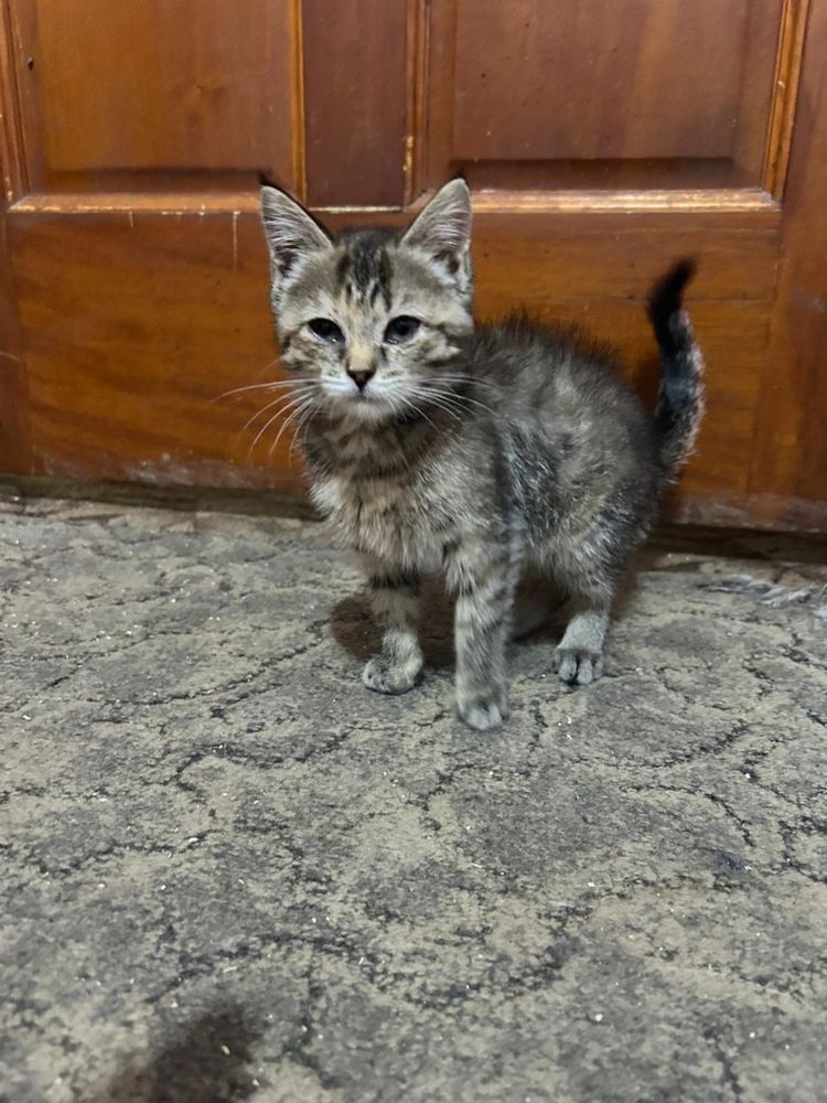 Отдадим котят в любящий дом