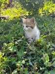 Отдам котят в добрые руки!