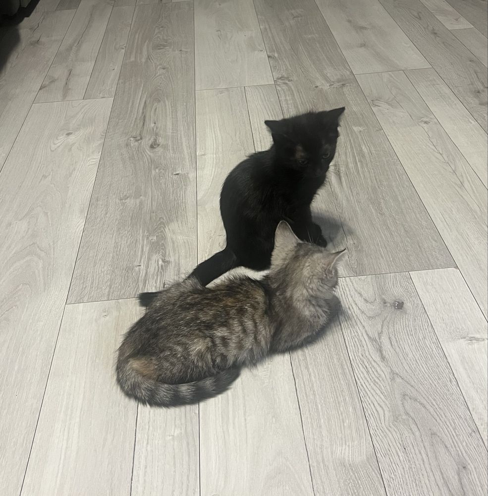 Отдадим котят в хорошие руки