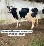 Хорошая молочная тёлочка