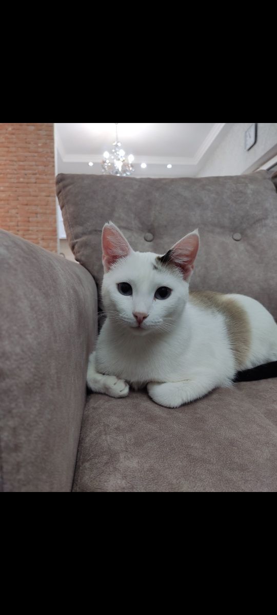 .Домашная кошка.