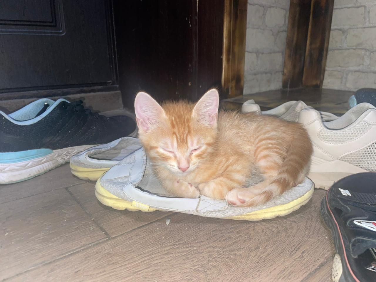 Отдам котят бесплатно