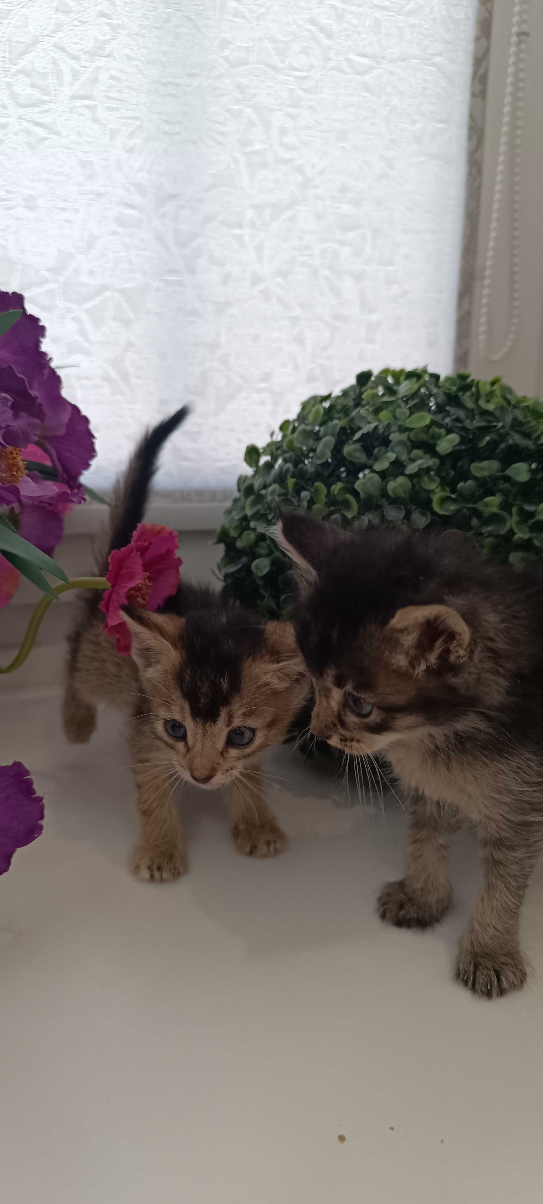Чаузи котята, метисы.