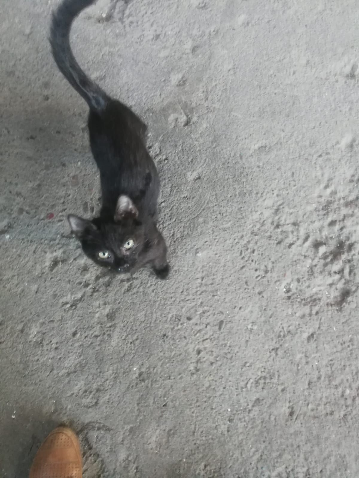 Отдам котика в доброе руки