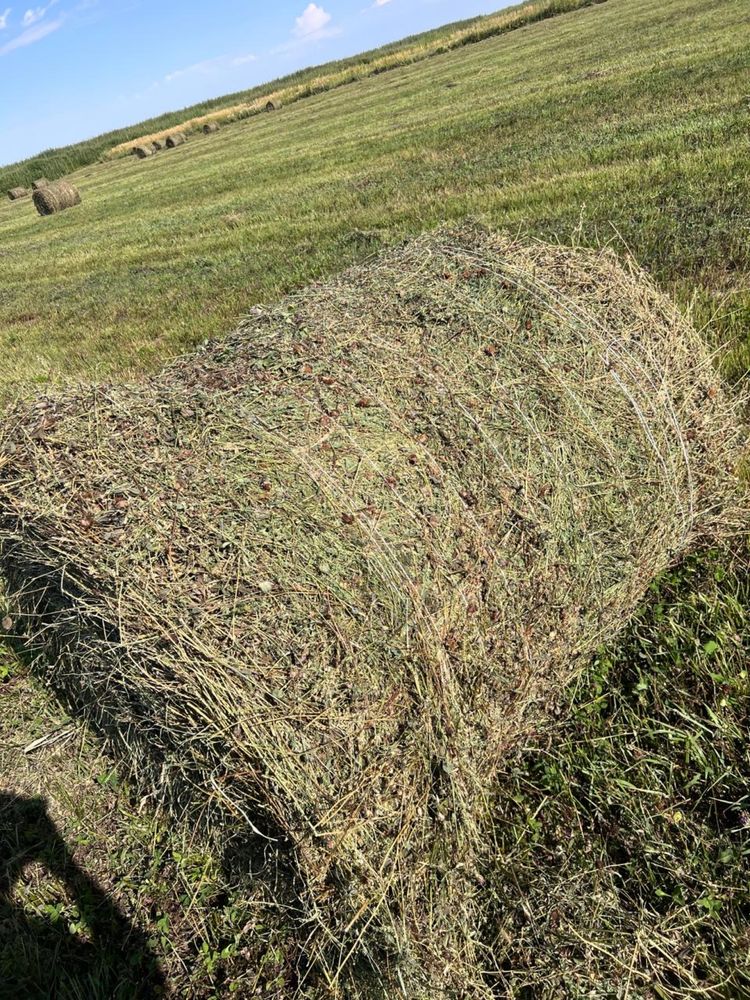 Таза жонышка чистая люцерна