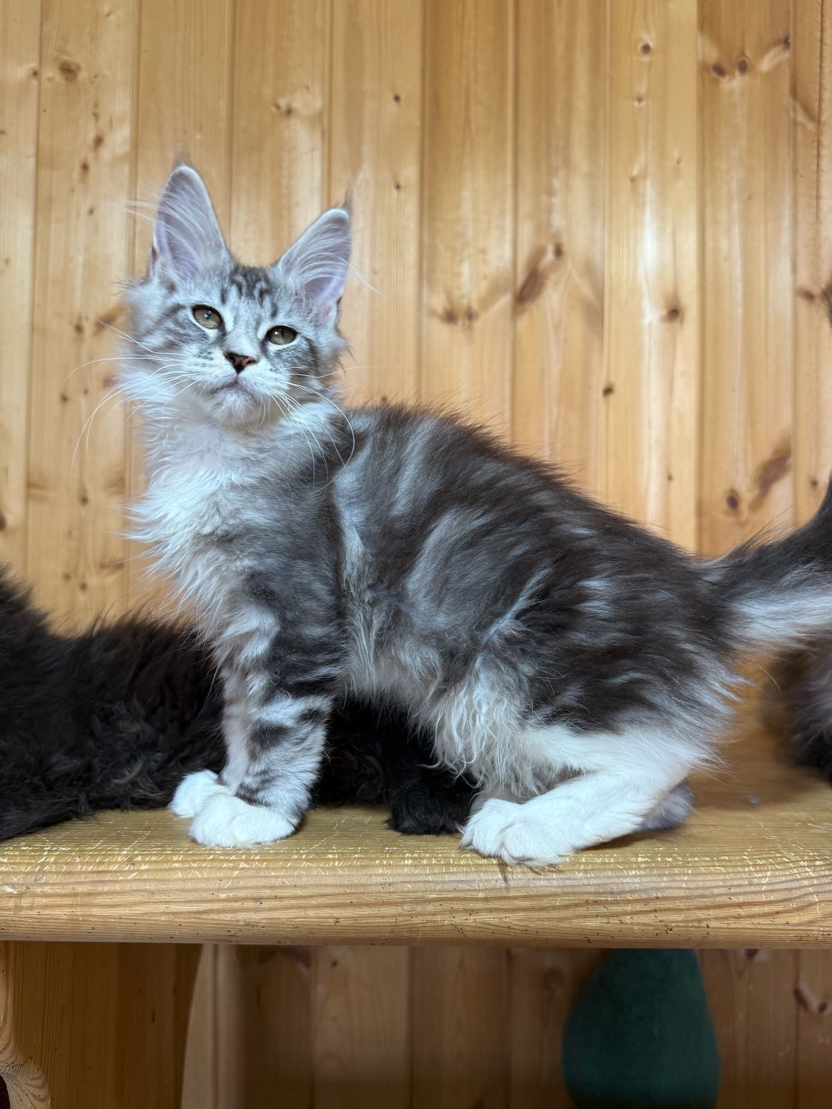 Роскошные котята мейнкуны