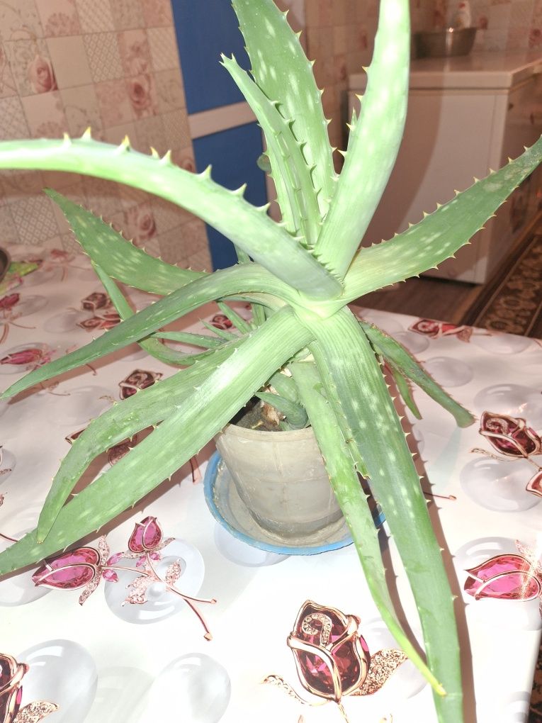 Продаю растение алоэ, которое имеет лечебные свойства.