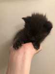 Котенок черный 1 месячный только в добрые руки!!