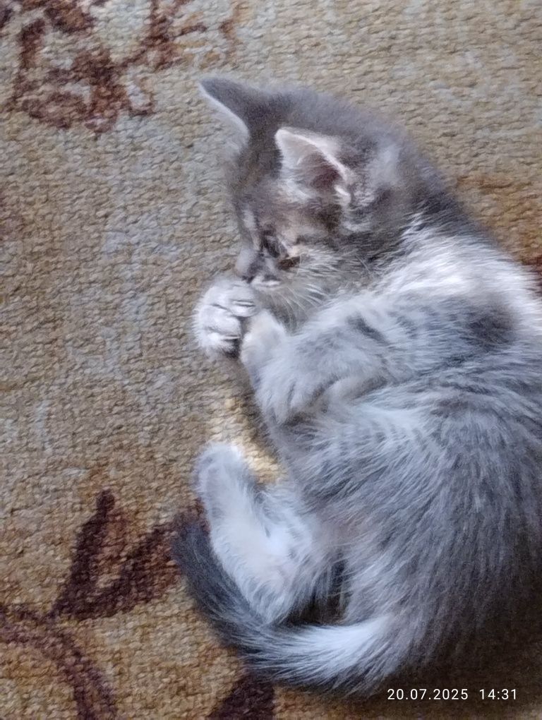 Срочно отдам очень красивую игривую  котика  девочку