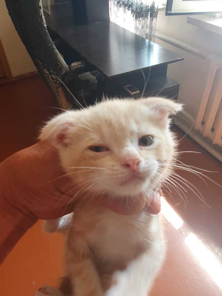 Котята домашние . Бесплатно .