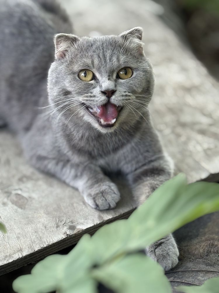 Коты Аксу бесплатно