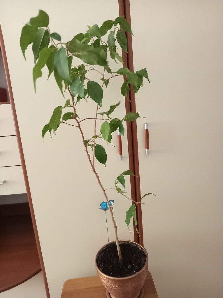 Продам фикусы макломе,бенджамина, биннендийка,алоэ-столетник, каланхо