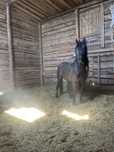 Айғыр сатылады 5 жасар, продам жеребца 5 лет