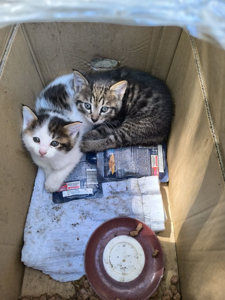БЕСПЛАТНО! котята 1-2 месяца