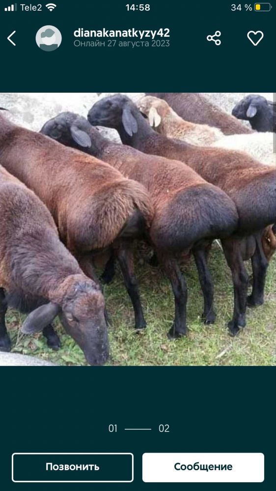 Кошарлар сатылат тухымдык.