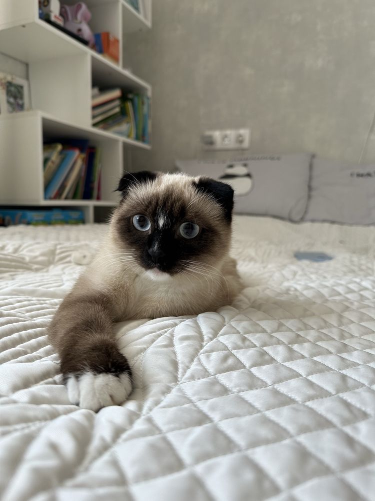 Отдам в добрые руки кошечку