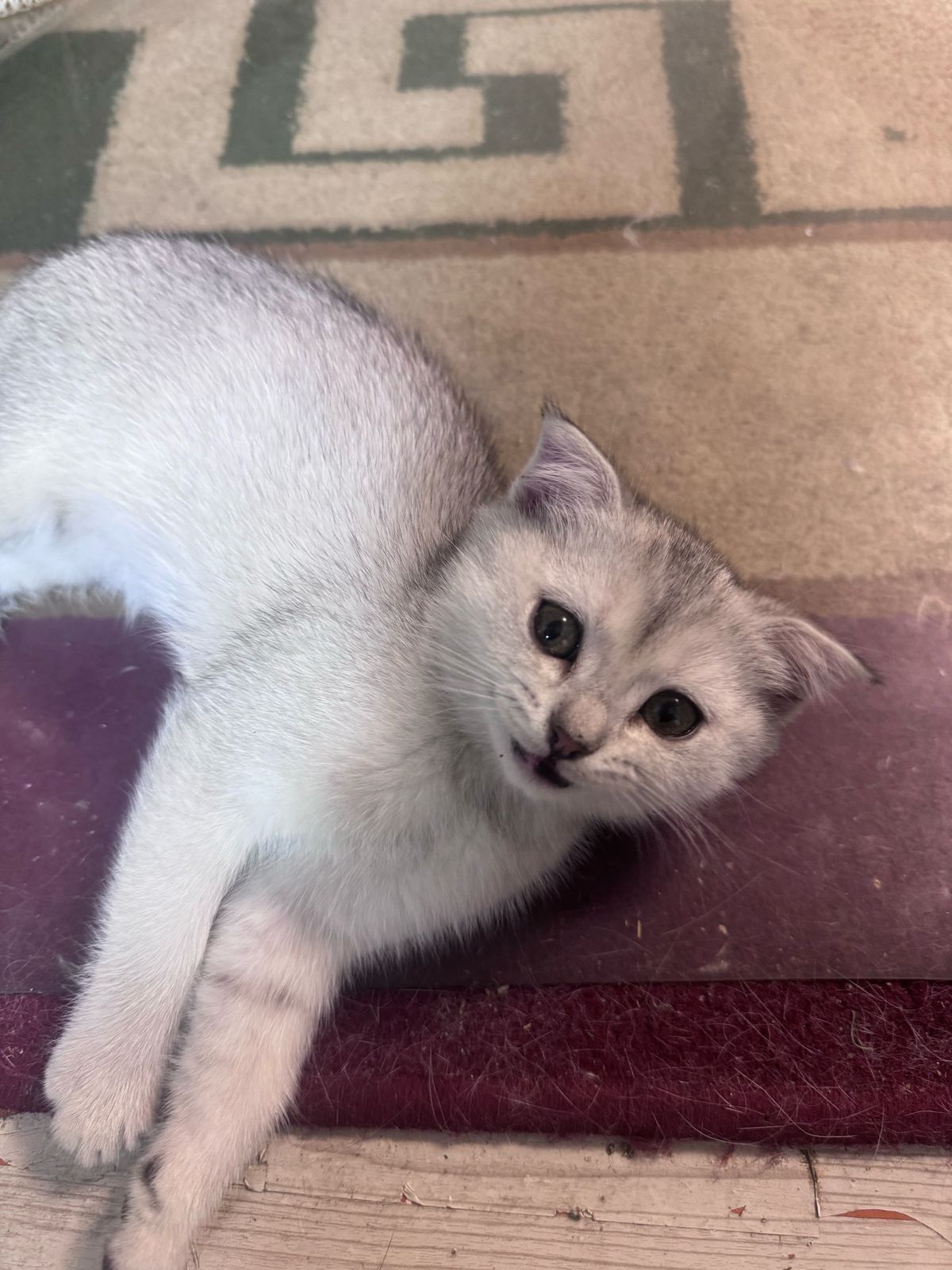 Котята серебристая шиншила