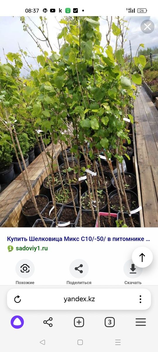Продам саженцы сеянцы ель сибирская голубая берёза рябина липа дуб