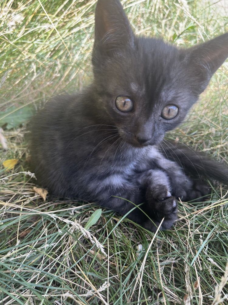 Отдам в добрые руки котят
