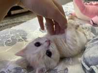Продам шотландского котенка .