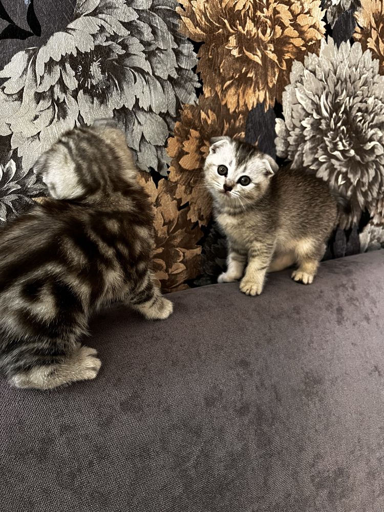 Котята Шотландские Вислоухие