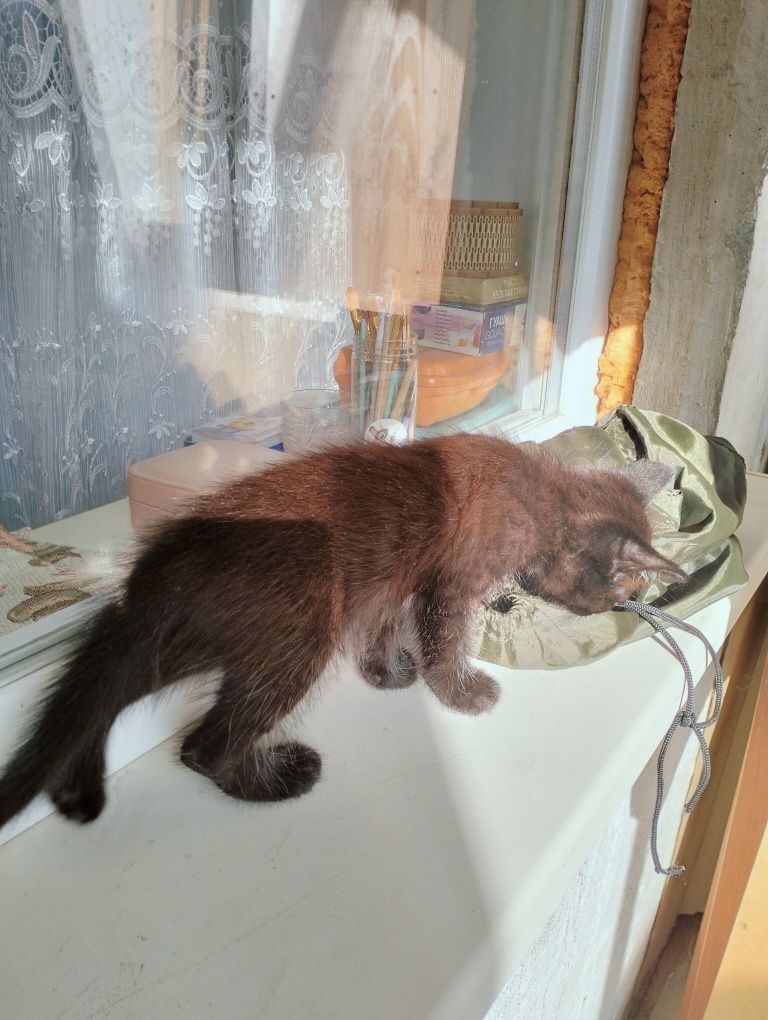 Котенок в добрые руки