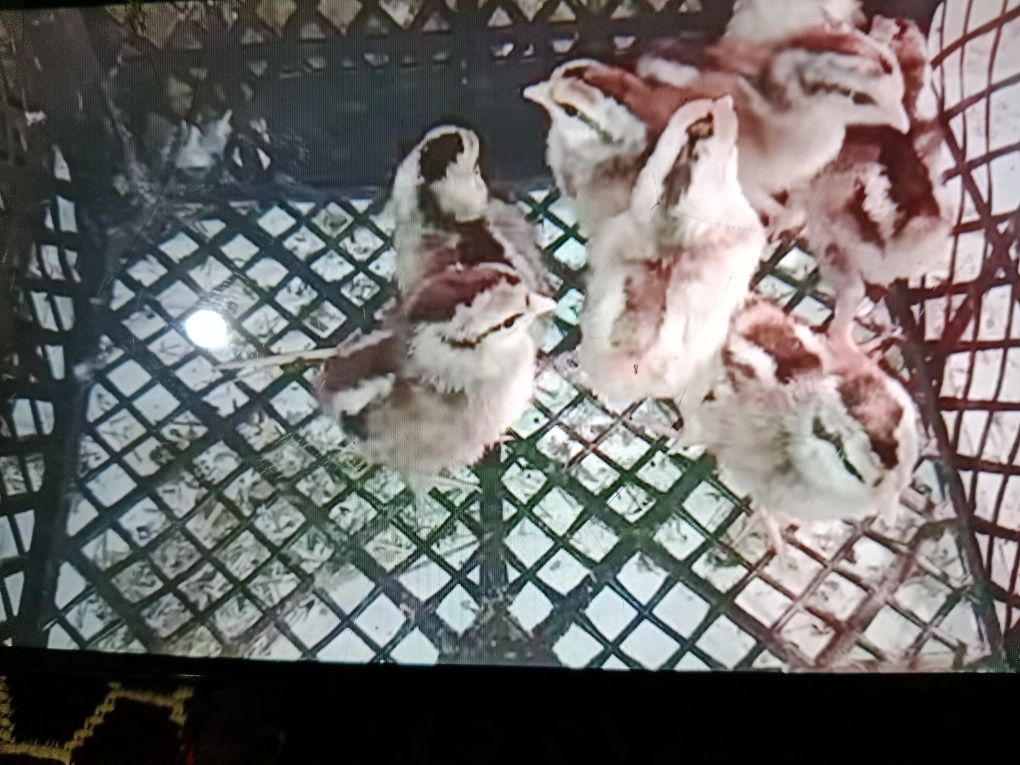 Цыплята  куриные  ицесариные