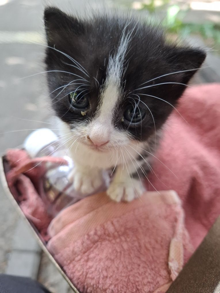 Отдам котёнка в добрые руки