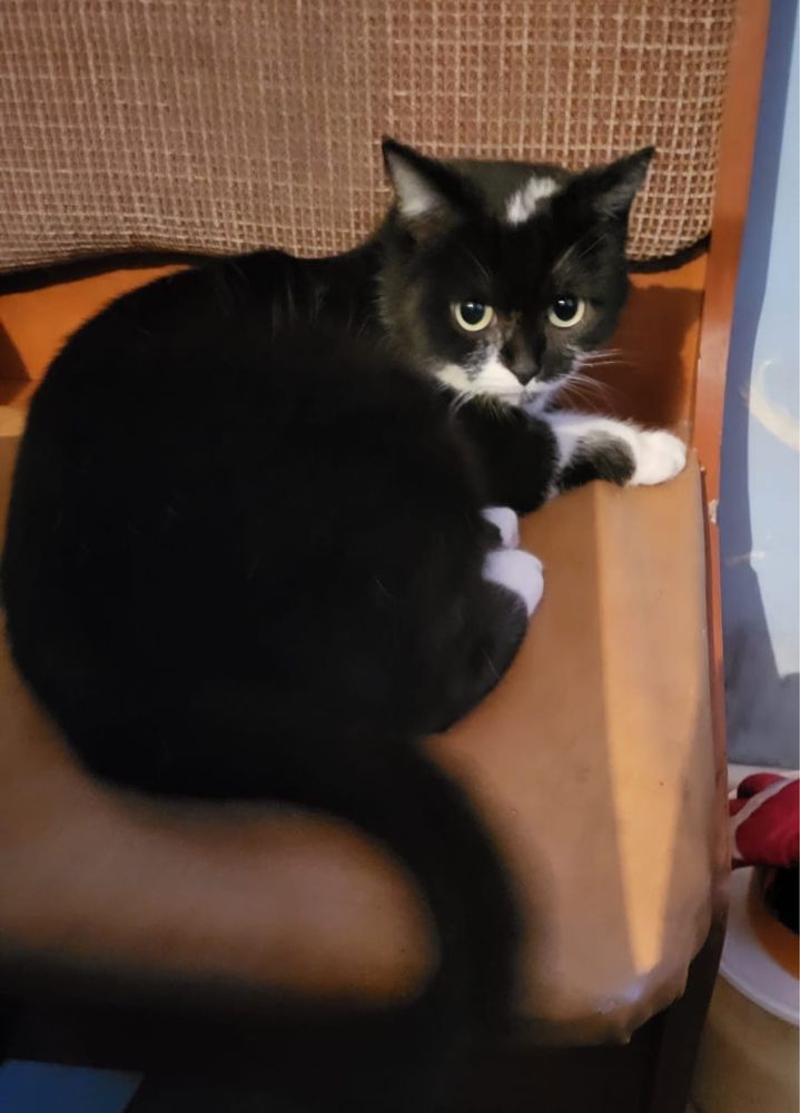 Котятки для хороших людей.