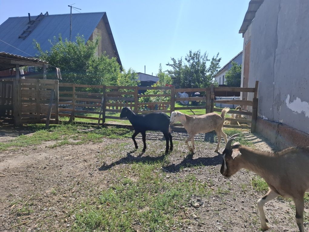 Продам разно породные козы