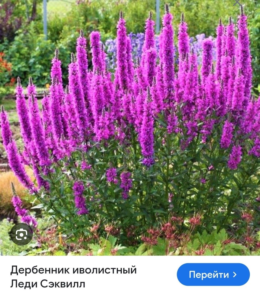 Гортензия,тов.Букеты разные.саженцы