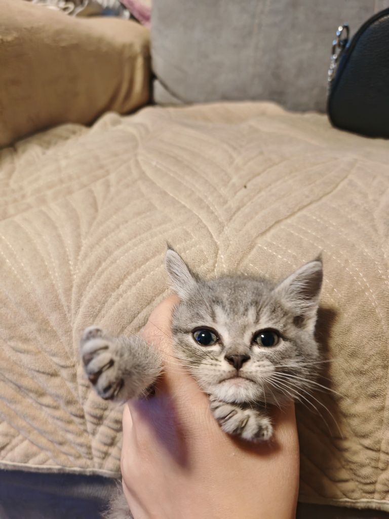 Отдам котят бесплатно