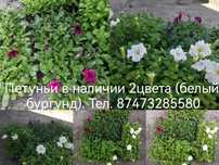 Петуньи цветы рассада